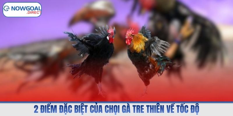 2 điểm đặc biệt của chọi gà tre thiên về tốc độ